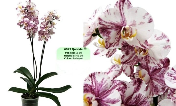 Белый Шоколад