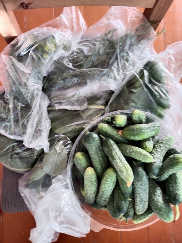 Я тут прикупила 2 кг пуплят, которые так и просятся в рот! А добрый человек в нагрузку к огурцам привёз ещё всякой душистой зелени - м-м-м...