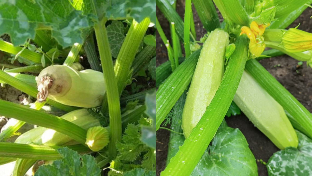 Такой контраст между соседними участками заставил задуматься о методах выращивания