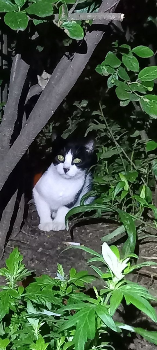 Чудом спасшийся мини Феликс