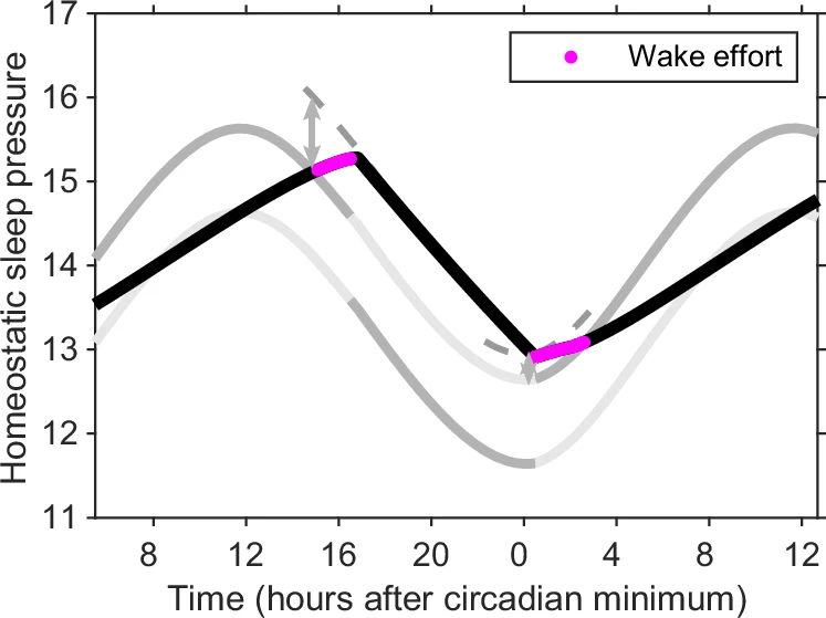 Усилия для пробуждения. Согласно нейронной интерпретации двухпроцессной модели, во время бодрствования, когда достигается верхний порог, для того чтобы оставаться в сознании, требуются усилия, то есть дополнительная активация нейронов, которая смещает верхний порог. Во время сна, если человек просыпается, когда гомеостатическое давление сна превышает верхний порог, ему снова приходится прилагать усилия, чтобы сместить верхний порог (серые пунктирные линии). Области, в которых требуются усилия для пробуждения, выделены пурпурным цветом. Ученые выделили «активные» части порогов темно-серым цветом, а «неактивные» части порогов — светло-серым.
