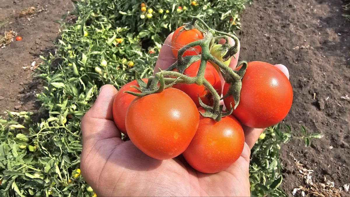 Цены на рынке Великие Копани:  22.07.2025г. Copany Market Premium