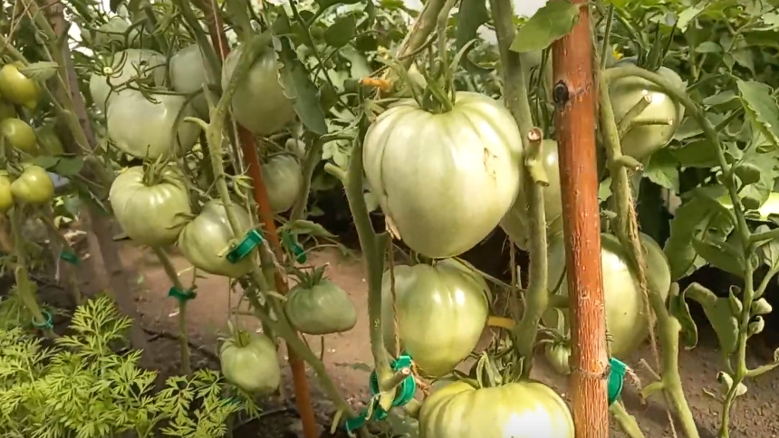 Мои мясистые помидоры