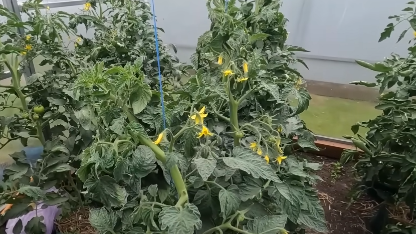 Так выглядит томат после перекорма азотом