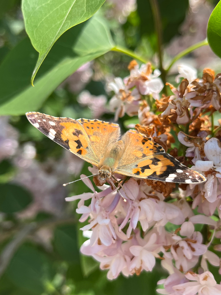 Репейница - дневная бабочка из семейства Nymphalidae.