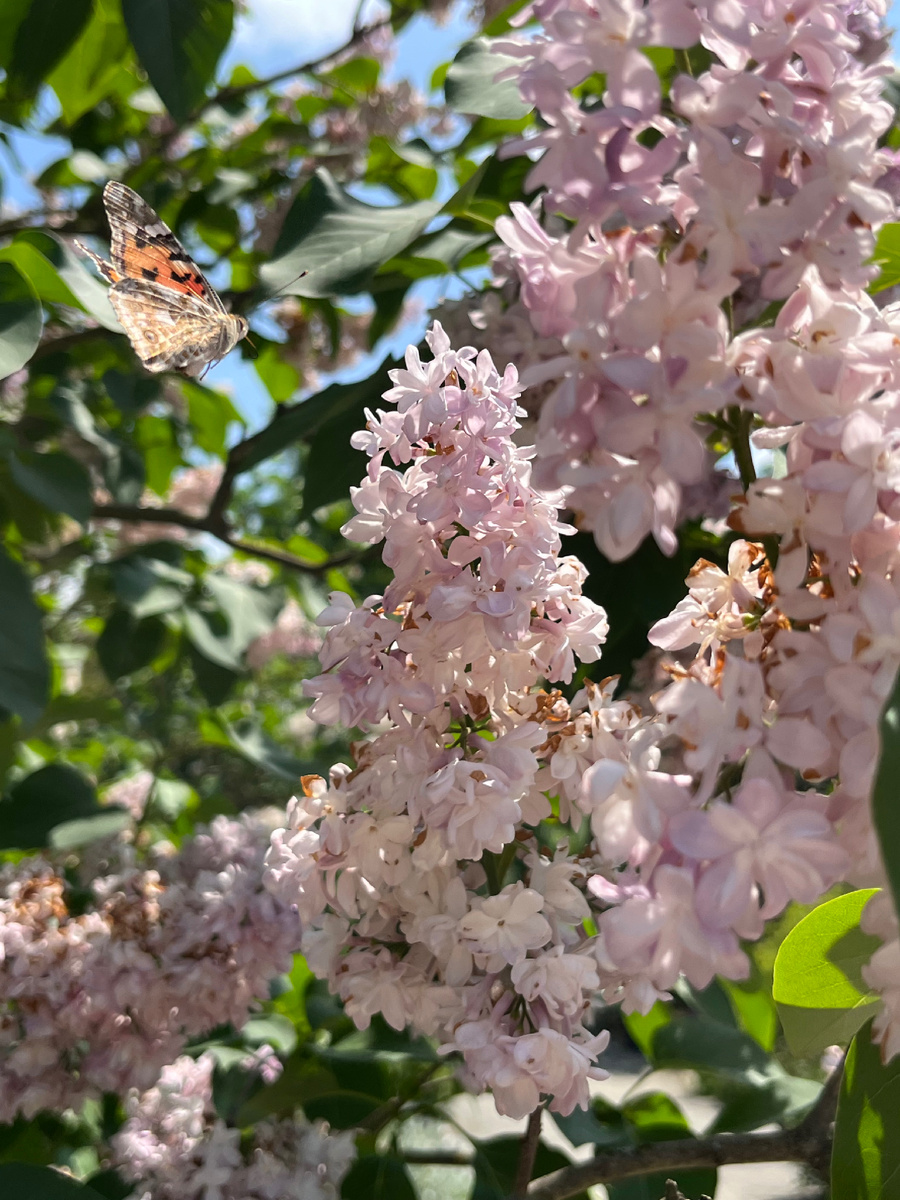 Цветение в мае