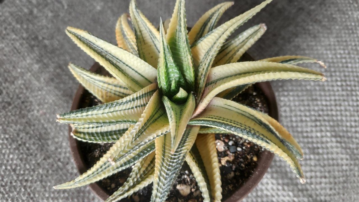 Фото сделано мной.