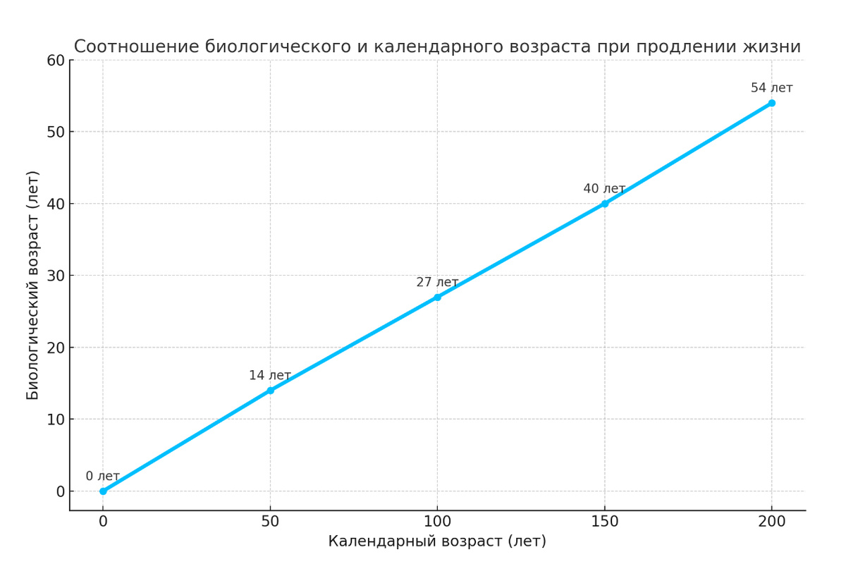 Соотношение биологического и календарного возраста в системе, где старение замедлено или остановлено.