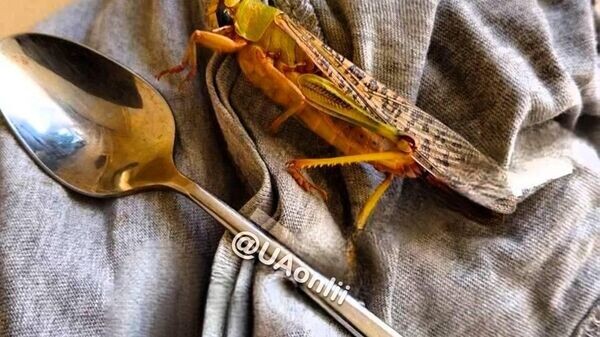    © telegram ukr_2025_ru