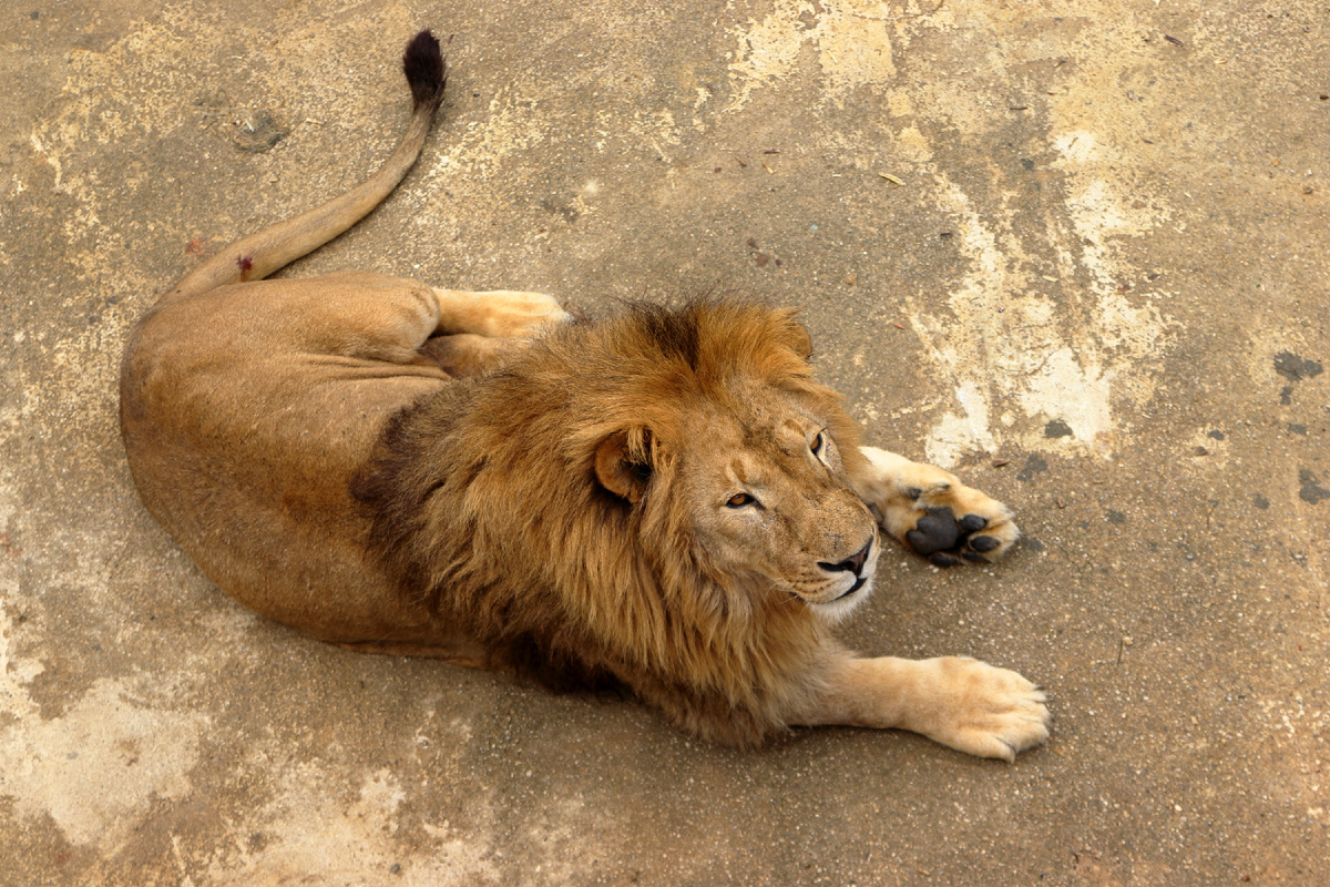 парк львов "Прайд"