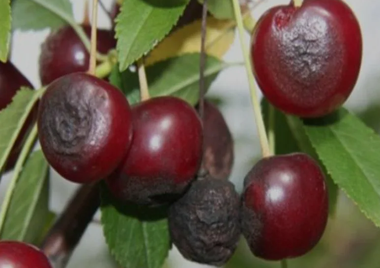 Антракноз (горькая гниль) вишни