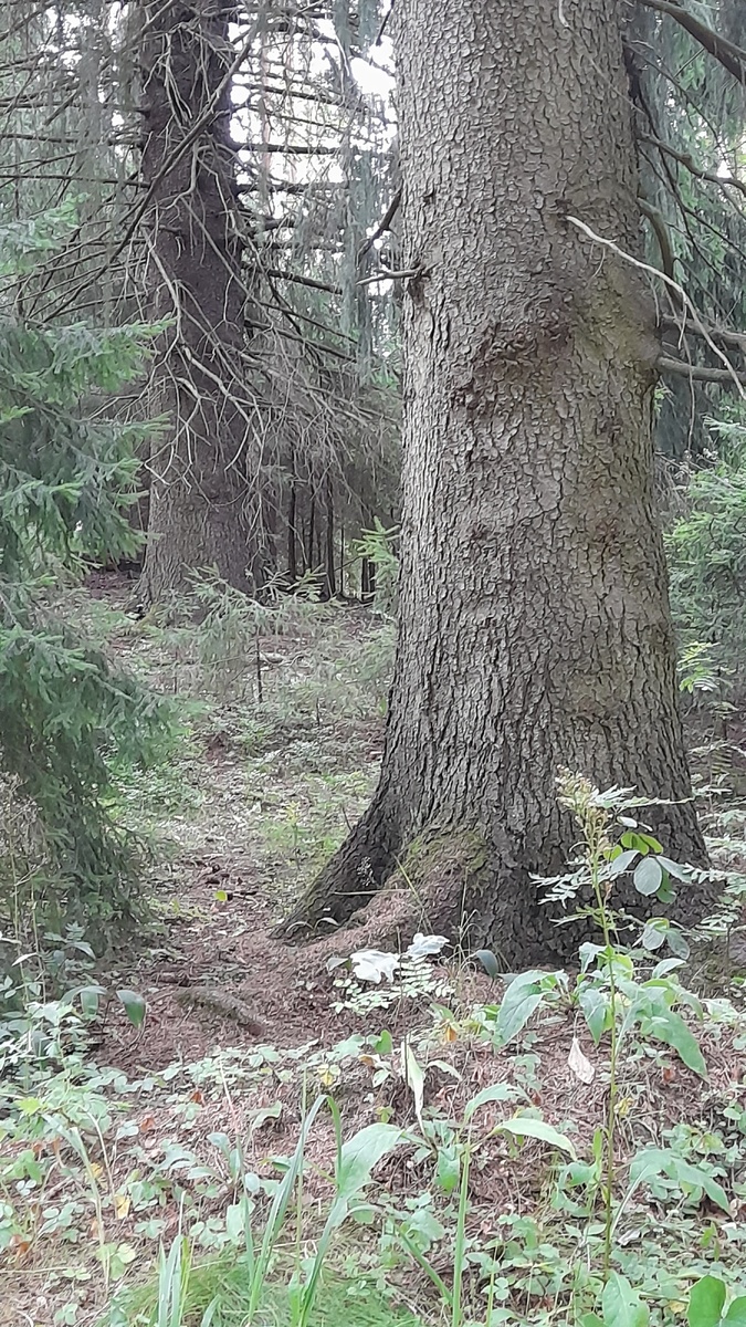 Столетние ели