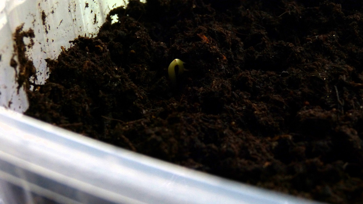 Первый росток