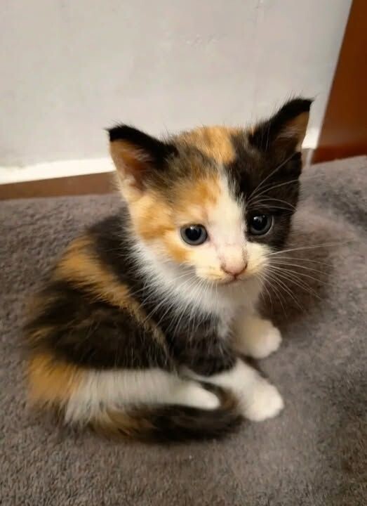 Какой лапочка 😻