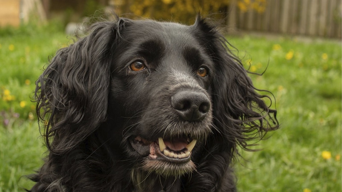    Собака породы спаниель