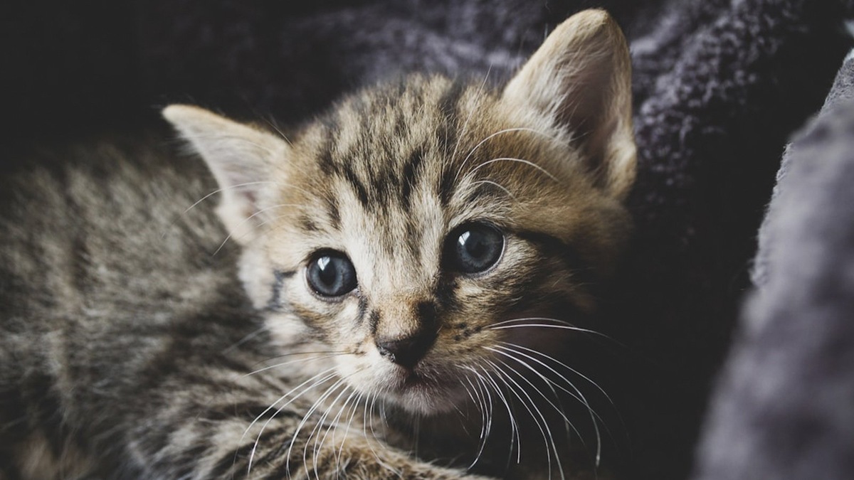    Котенок окраса табби