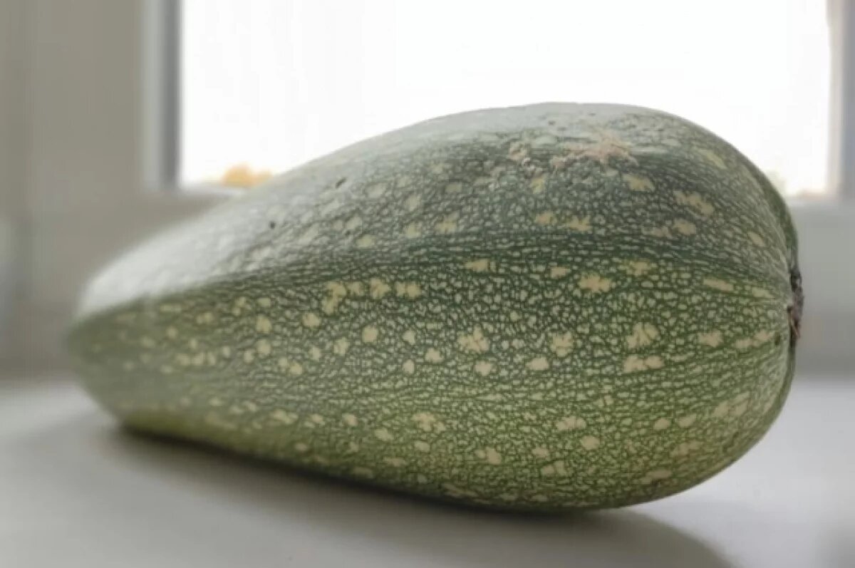    Пермячка вырастила гигантский кабачок весом 31,5 килограмм