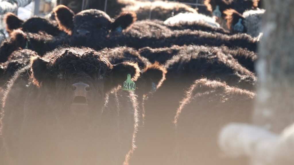    Фото: vk.com/galloway67 Елена Воронцова
