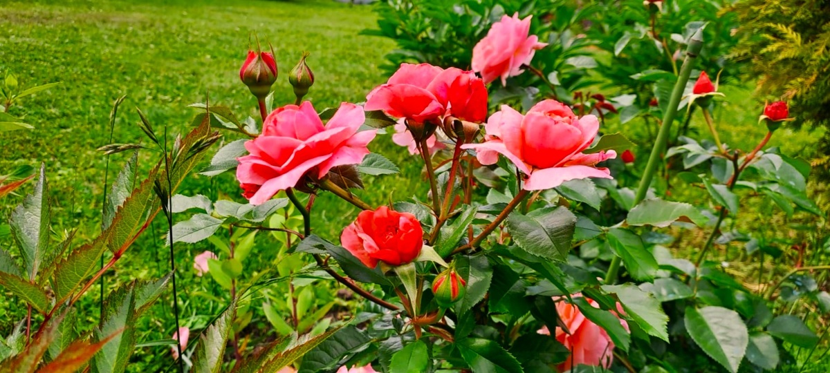 Новая ветка розы Мари Кюри выдала уже не шелк, а скорее атлас и новый яркий оттенок