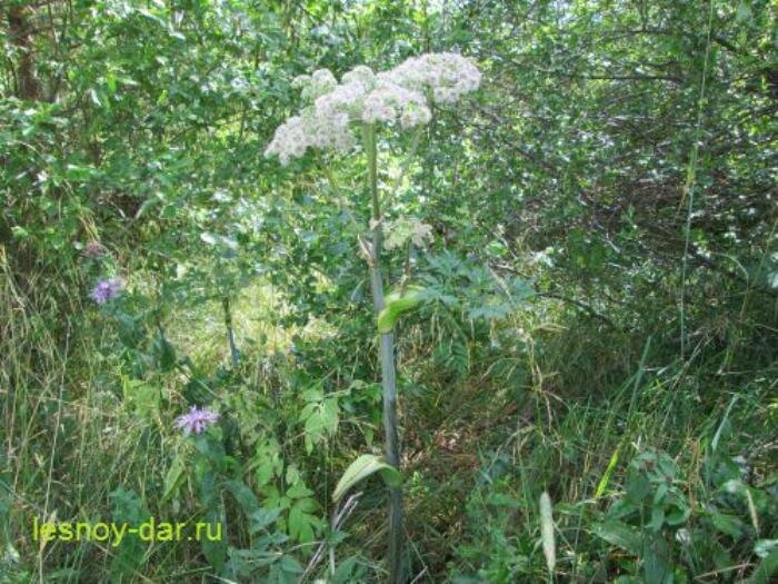 Вот дудник лесной (фото с блога "Лесная кладовая")