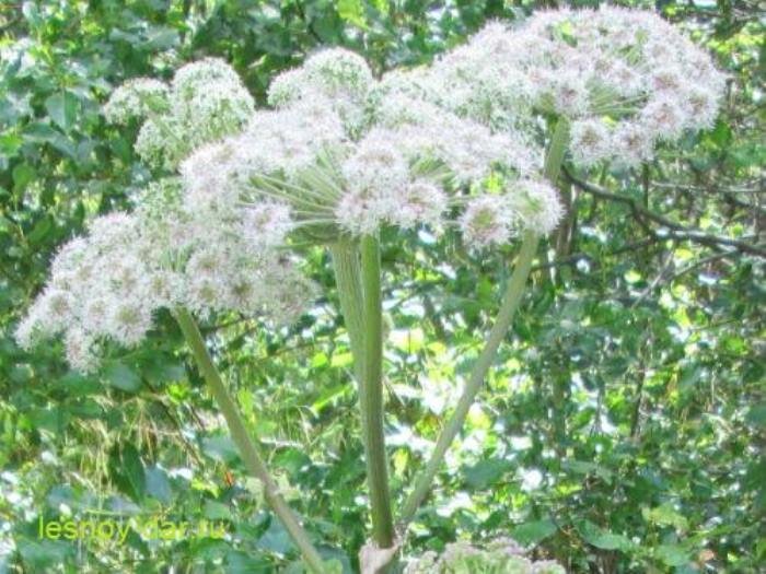 Соцветие дудника лесного (фото с блога "Лесная кладовая")