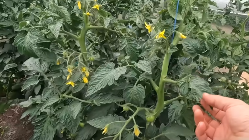 Жирующий томат в конце июля — стебли толстые, листья огромные, а плодов почти нет