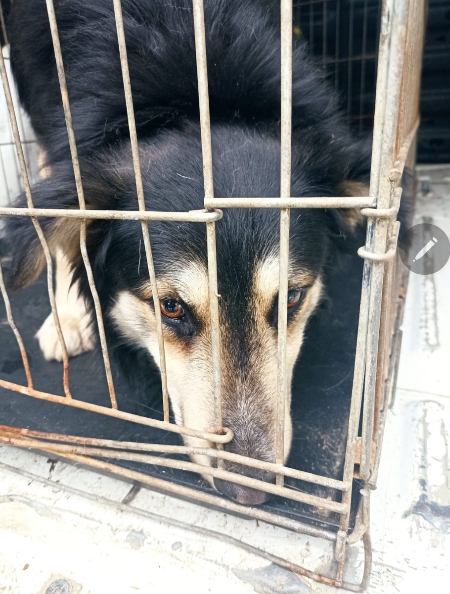 В машине отлова💔