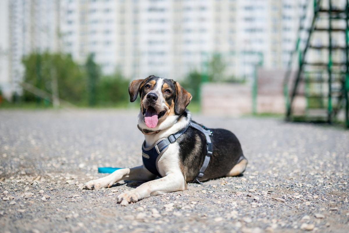 Жизнь на улице научила его многому, как найти еду, как избежать конфликтов, как вернуться туда, где не ждут