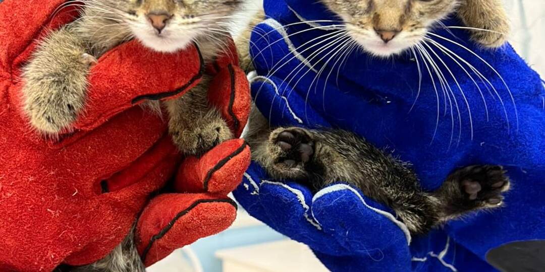 Домашних котят Василька и Розочку едва заживо не съели блохи