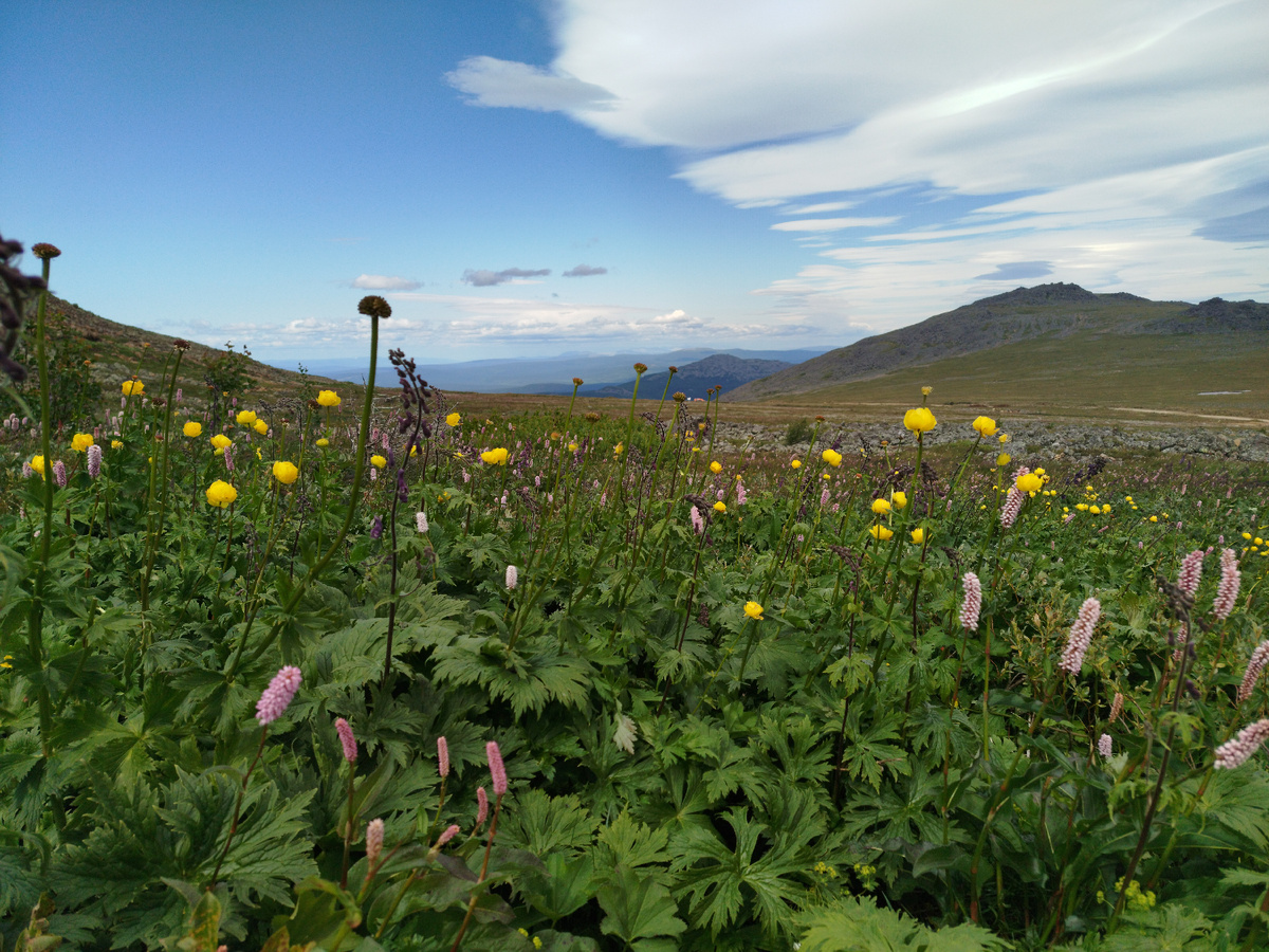 Цветочные поляны на склоне Конжака