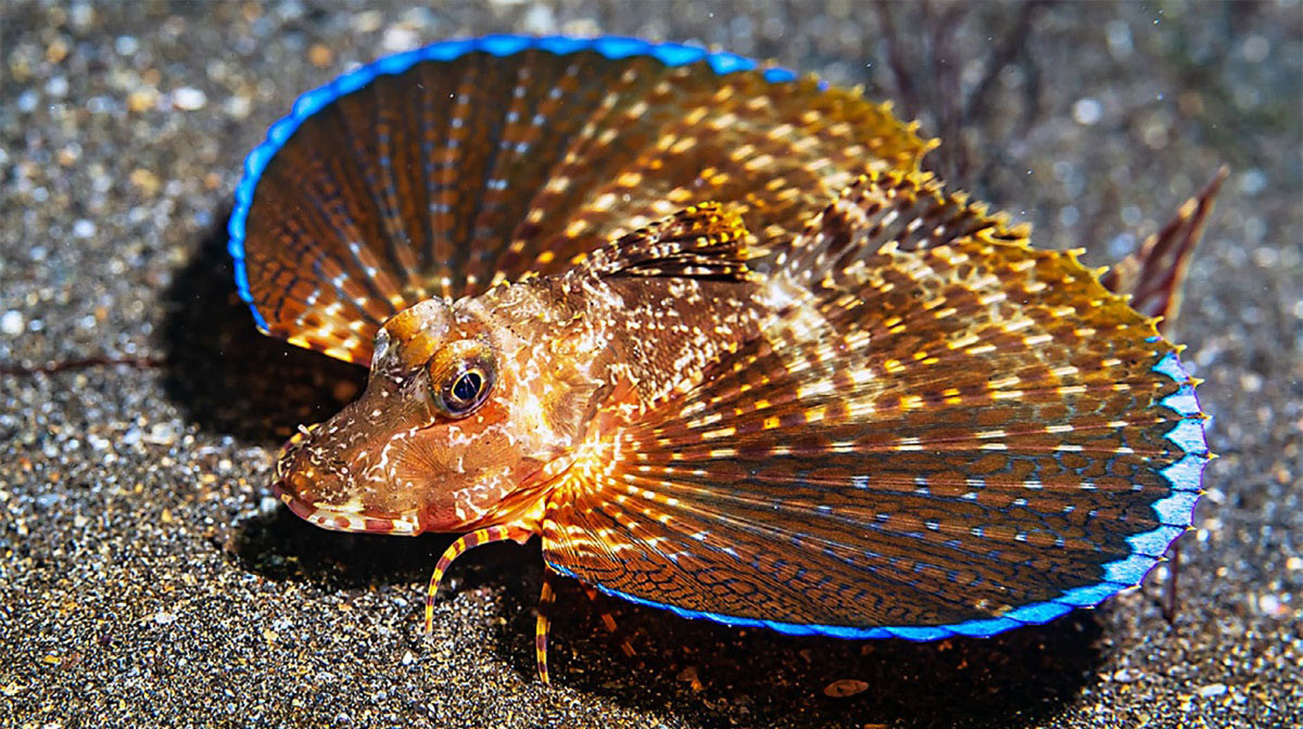 Писаный красавец Prionotus pictus из бухты Тагос, остров Исабела. Фото: Carlos J. Estape.