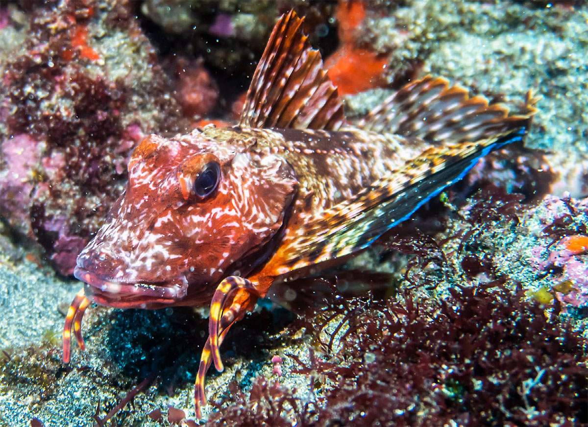 Настороженный Prionotus pictus почуял неладное. Фото: Roger Uzun.
