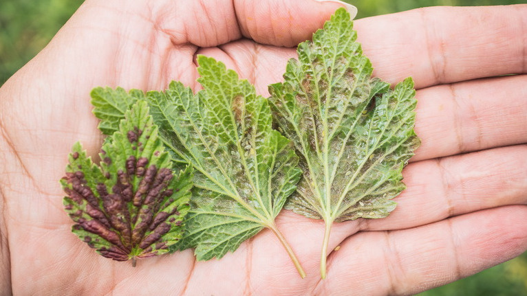 Именно так выглядел мой участок до применения проверенного метода