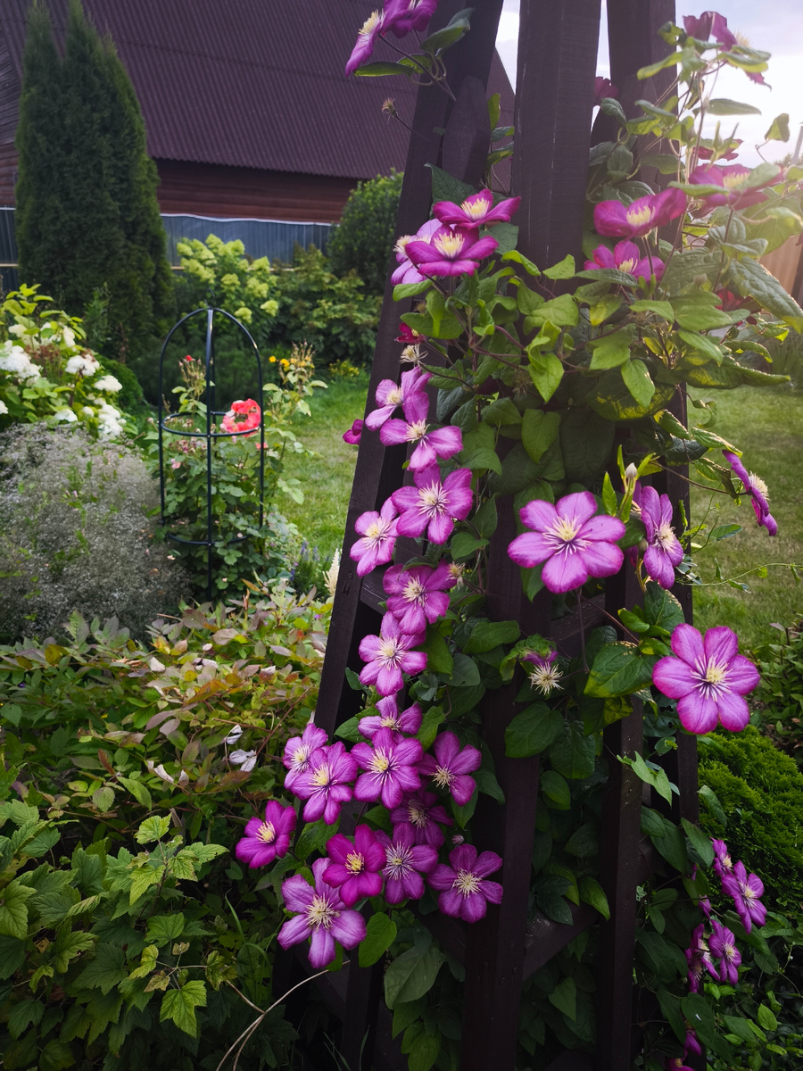 Климатис Руж Кардинал