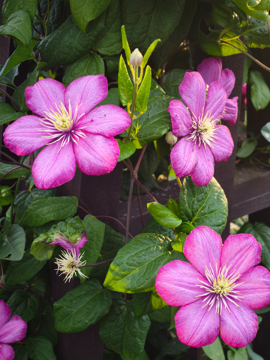 Климатис Руж Кардинал 