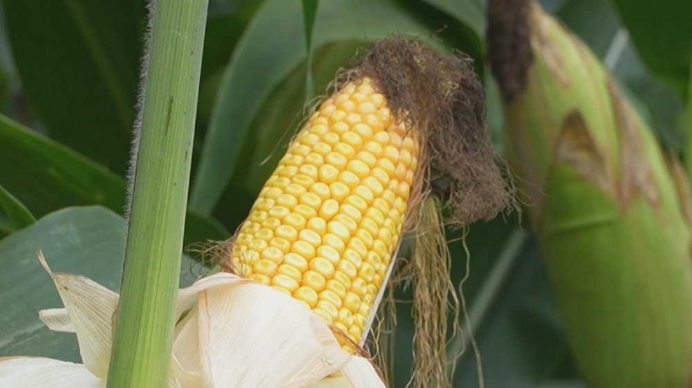 Кадр из видео CCTV