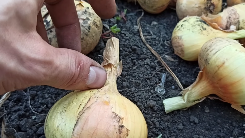 Желтое перо обманывает — смотрите на состояние шейки