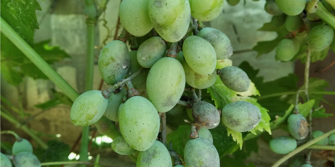 Оидиум лидирует с большим отрывом на июльской дистанции