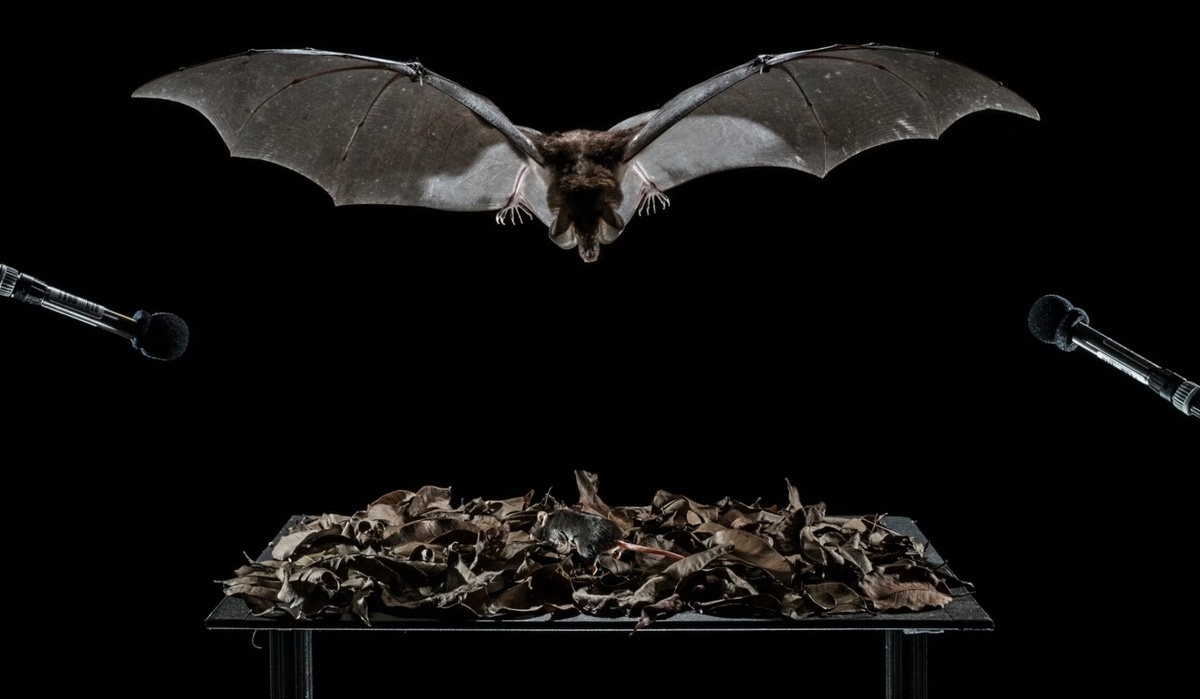 Фотография Ананда Вармы