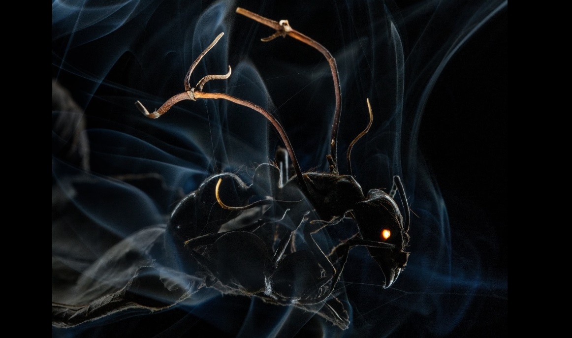 Фотография Ананда Вармы