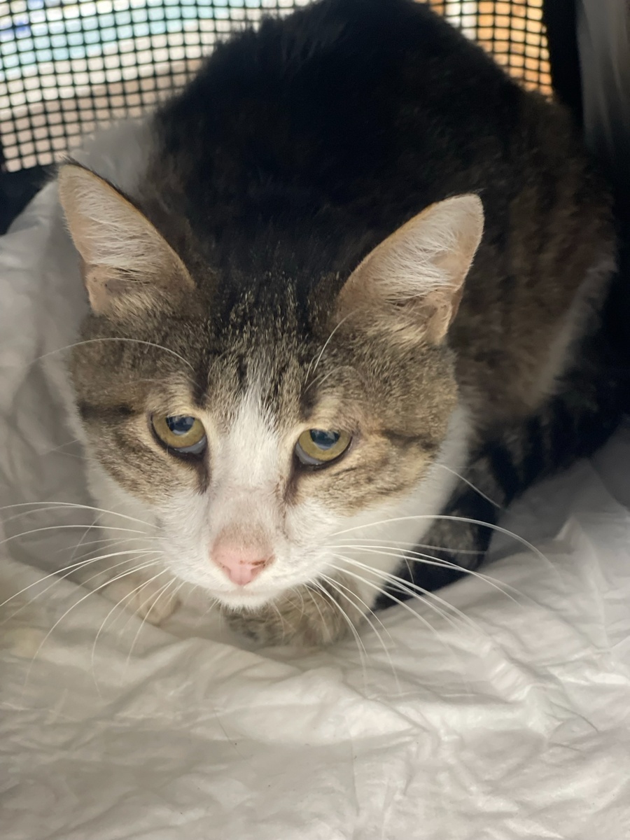 Степа на приеме в ветклинике