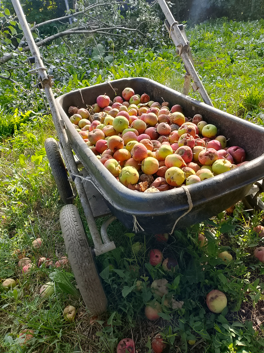 Отходы яблок 