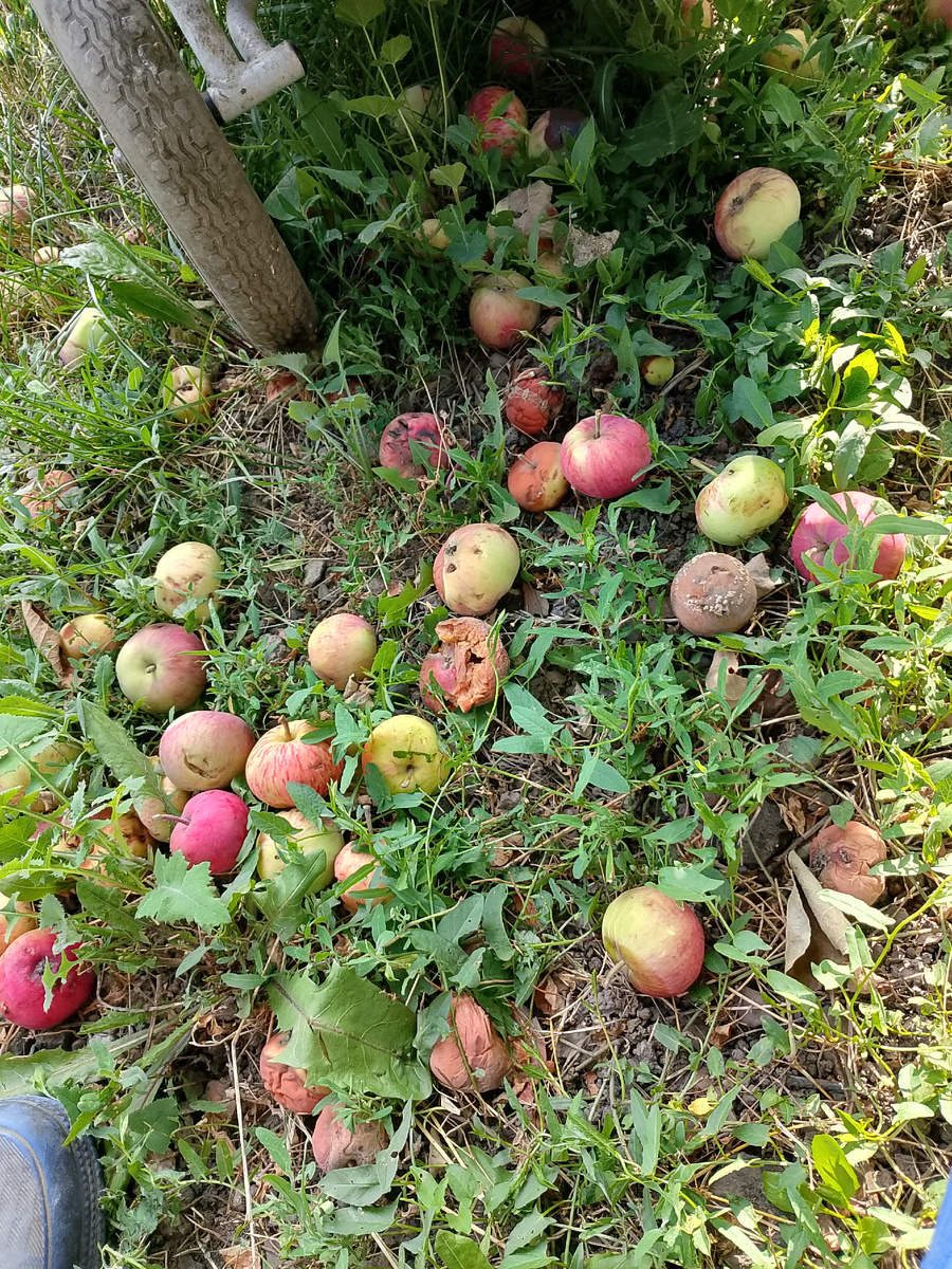 Яблоки падают 