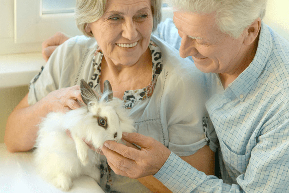 Кролик для пожилой четы