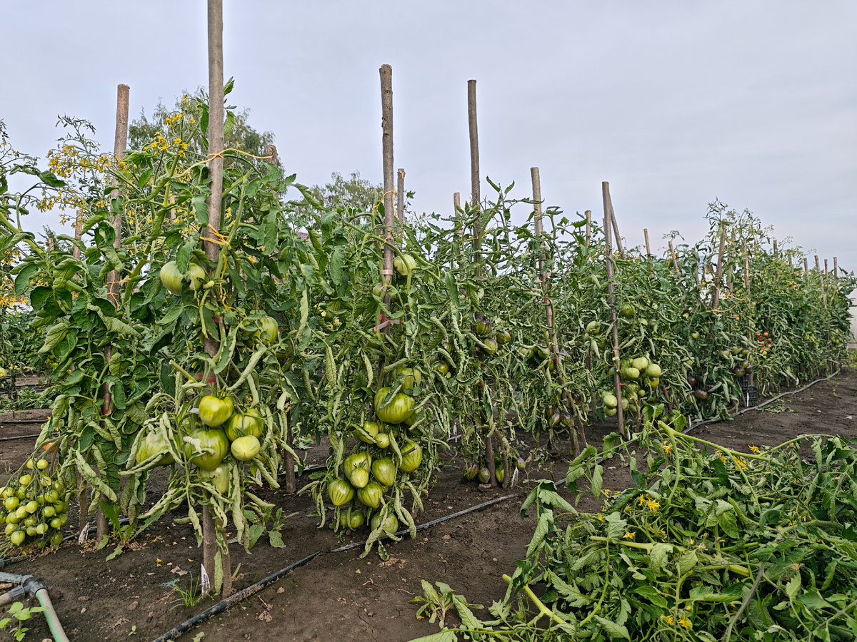 Томаты после стрижки. Стебли были выше колышков. 
