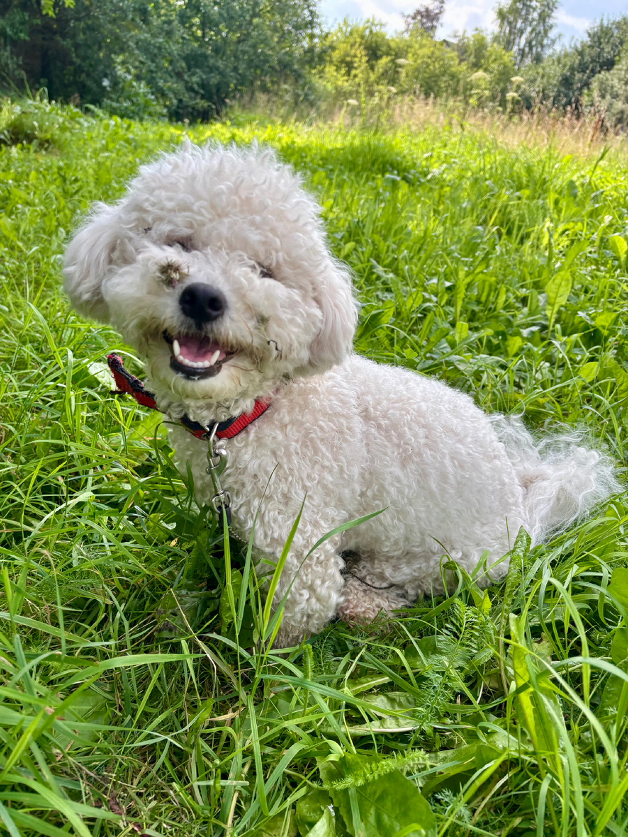 Набегалась и нацепляла репейников 