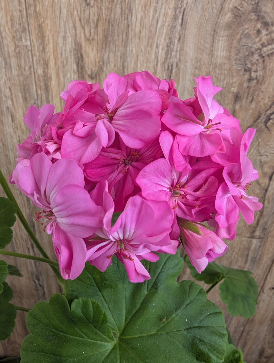 "Розовая махровая"