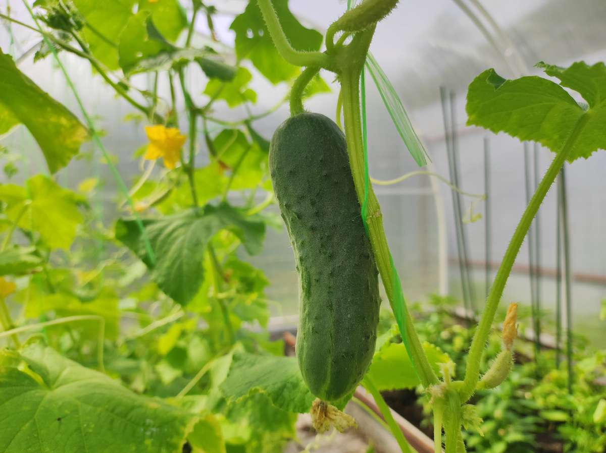 Фото автора, гибрид огурца Кураж, июнь 2025 года