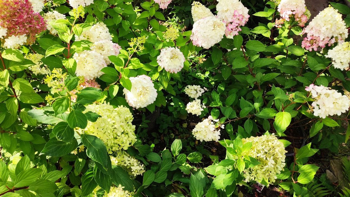 Наш сегодняшний разговор посвящён прекрасной представительнице мира флоры - гортензии метельчатой. 