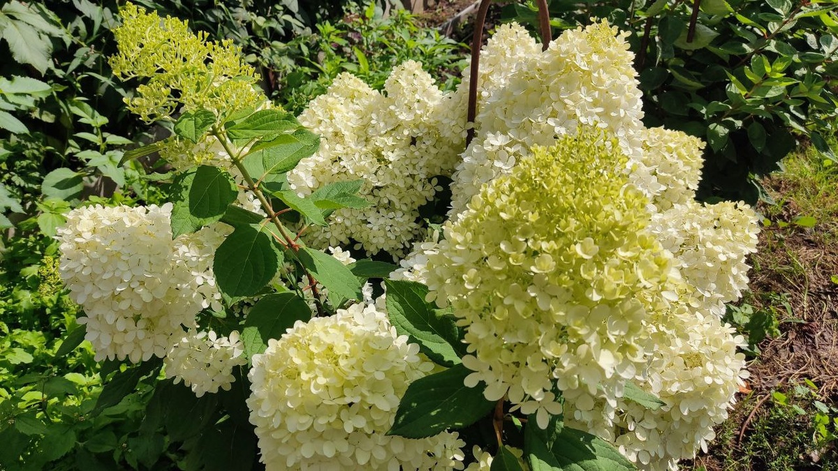 Когда гортензия начинает формировать свои прекрасные кисти цветков, ей необходимы дополнительные питательные элементы.